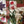 Load image into Gallery viewer, A TULIP ACRYLIC SEWING/CRAFT TEMPLATE